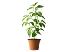 SUISSE GARANTIE Paprika/Chili T14