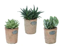 Sukkulenten in Design-Terracotta