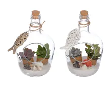 Sukkulenten in Glasflasche