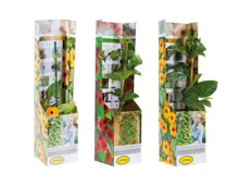 Thunbergia