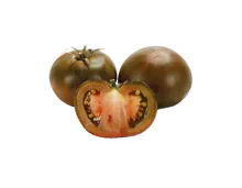 Tomaten Primora