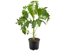 Tomatenpflanzen