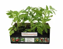 Tomatenpflanzen «Alte Sorten»
