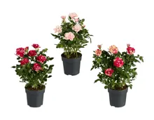 Topfrosen Specials Mix