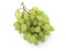 Traube weiss Vittoria