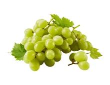 Trauben hell kernlos