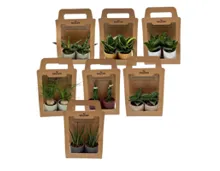 Trendy Grünpflanzen