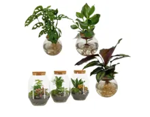 Trendy Grünpflanzen