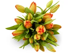 Tulpen