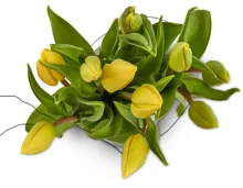 Tulpen