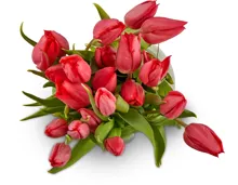 Tulpen