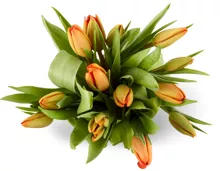 Tulpen