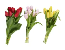 Tulpen