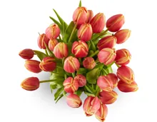 Tulpen