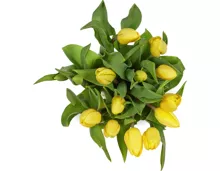 Tulpen, Bund, 15 Stück