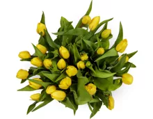 Tulpen, Bund, 25 Stück