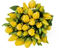 Tulpen, Bund, 30 Stück