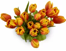 Tulpen