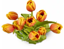 Tulpen