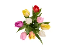 Tulpen Harlekin