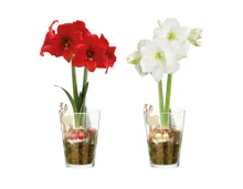 Weihnachts-Amaryllis in Vase