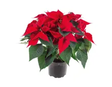 Weihnachtsstern-Busch