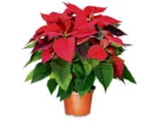 Weihnachtsstern, Fairtrade Max Havelaar, verschiedene Farben, Topf Ø 10,5 cm