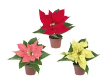 Weihnachtsstern-Mini