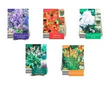 Winterharte Staudenknollen