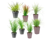 Winterhartes Ziergras