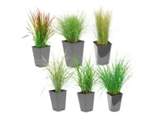 Winterhartes Ziergras