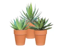 Wüstenmix, Agave