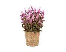 XL Celosia «Wild Pink» im Korb