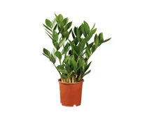 Zamioculcas