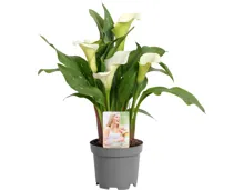 Zantedeschia