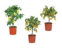 Zitruspflanzen am Stamm