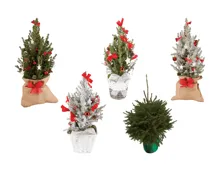 Zuckerhutfichte «Christmas»