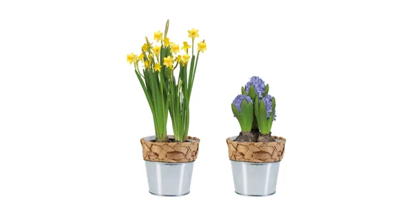 Blumenzwiebeln im Wassergrastopf - LIDL - ab 05.01.2023 - Aktionis.ch