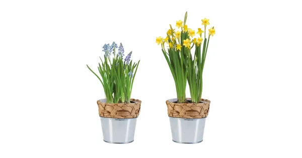 57+ Lidl Blumenzwiebeln 2024, Bei uns findest du günstige preise und
