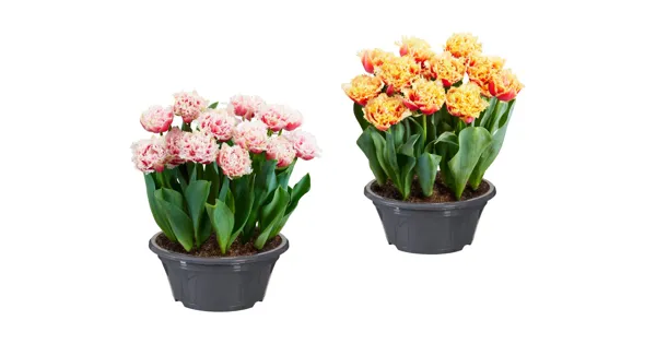 BlumenzwiebelnSchale Mix LIDL ab 08.02.2024 Aktionis.ch