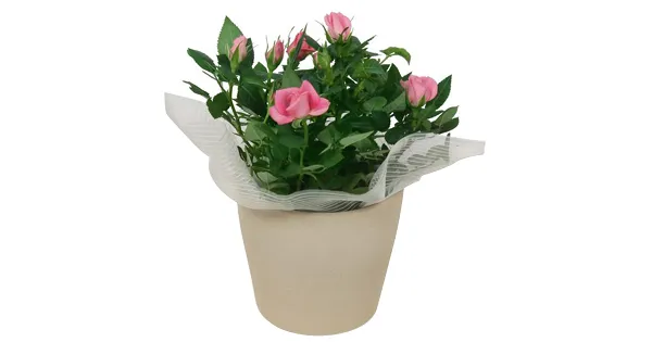 GARDENLINE Rose im exklusiven Topf ALDI Suisse ab 07.05.2020
