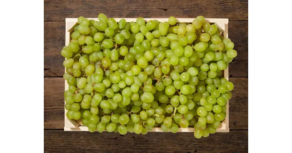 Millennium Weinrebe Kernlos - Pilzfeste Gelbe Trauben Im 3,5 Liter Topf 80-100cm
