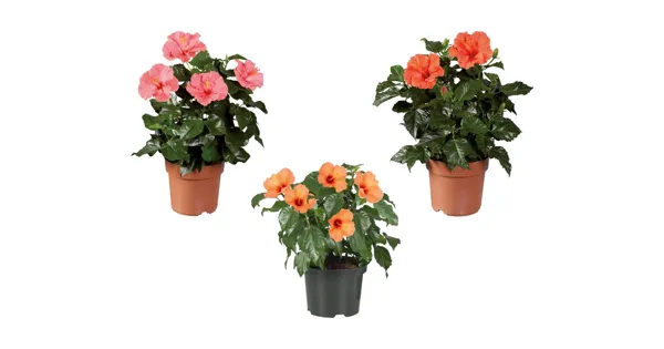 Hibiskus Busch LIDL ab 15.06.2023 Aktionis.ch