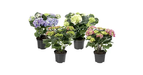 HORTENSIENBUSCH ALDI Suisse ab 15.04.2021 Aktionis.ch