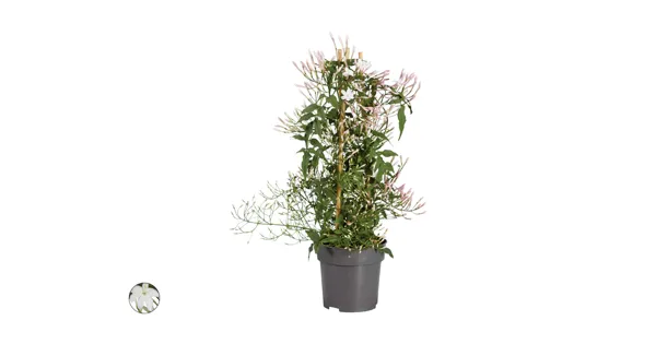 Sitemapcdatahttpsmodeinf Inetcomjasmin Touffe Lidl