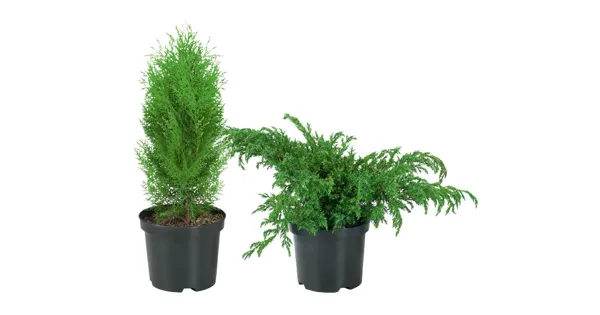 Koniferen im Topf LIDL ab 02.03.2015 Aktionis.ch