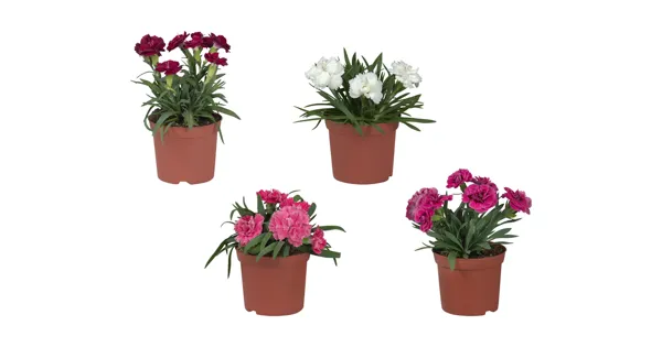 Nelken (Dianthus) LIDL ab 01.07.2021 Aktionis.ch