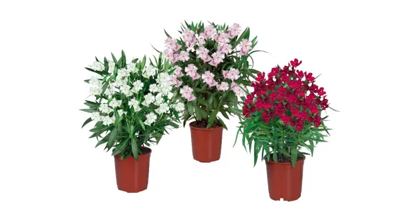 Oleander LIDL ab 09.07.2015 Aktionis.ch