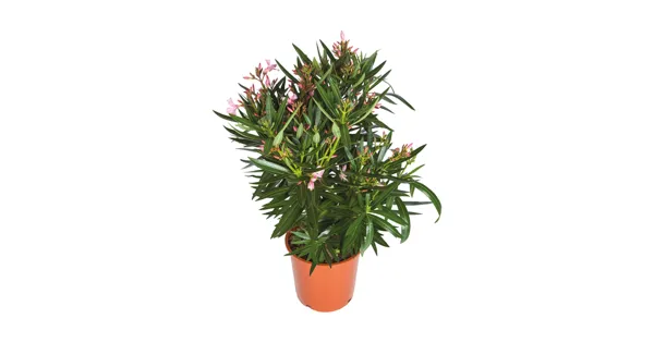 Oleander XXL LIDL ab 13.04.2023 Aktionis.ch