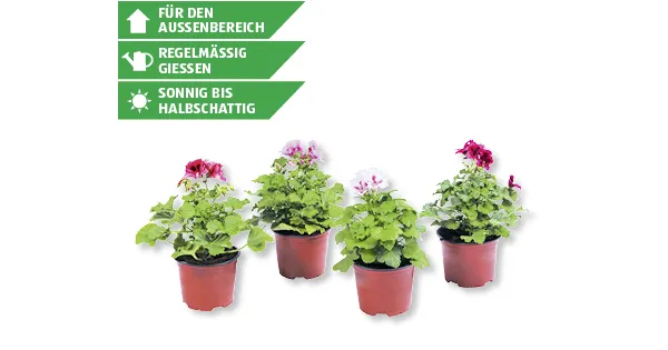 pelargonium grandiflorum  243108